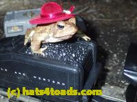/home//u458753944/public_html/sourcegallery////////////////////////Roxborough Toad Detour/2013-2019/2017/P4050678.JPG